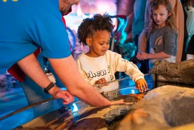A young girl touches a starfish at the SEA LIFE London Aquarium touch pool