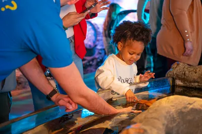 Young child playing in a touch pool