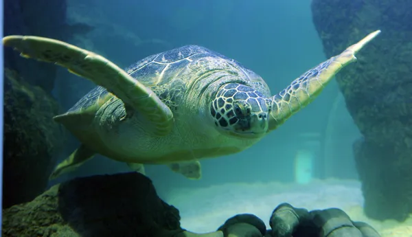 Turtle at SEA LIFE Manchester